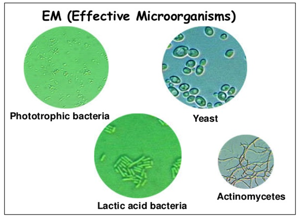 http://image.slidesharecdn.com/emimokcsaresilientfarmerapril2013-130718115258-phpapp02/95/microbial-inoculants-effective-microorganisms-em-indigenous-microorganisms-imo-22-638.jpg?cb=1422636704